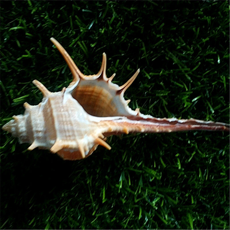 骨螺天然海螺刺螺女巫维纳斯标本收藏观赏摄影海螺