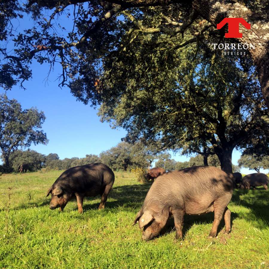 火腿西班牙进口伊比利亚黑猪红标自然自然风风干生吃火腿