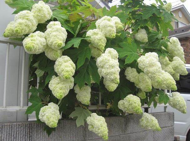 进口栎叶绣球和声哈曼尼hydrangeaquercifoliaharmony时令草本花卉