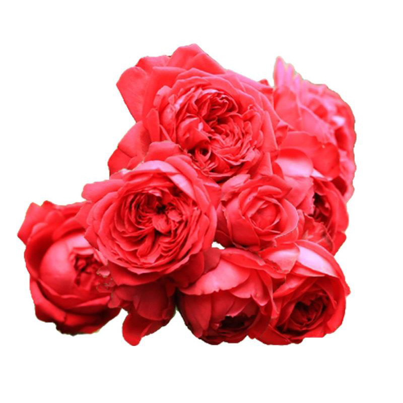 藤本红龙红玫瑰伊甸园盆栽大苗勤花大花地月季玫瑰时令草本花卉