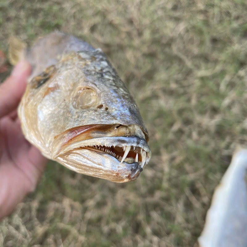 白花大澳梅香三牙划黄花鱼干台山淡口咸鱼广海鱼干