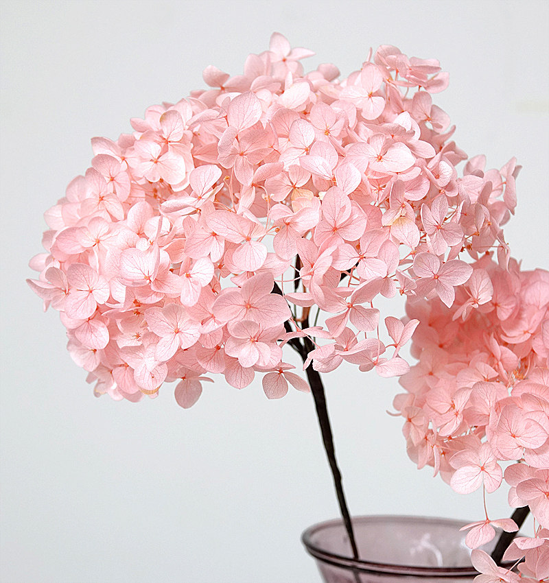 永生绣球网红干花花束真花束带花瓶超大拍照干花