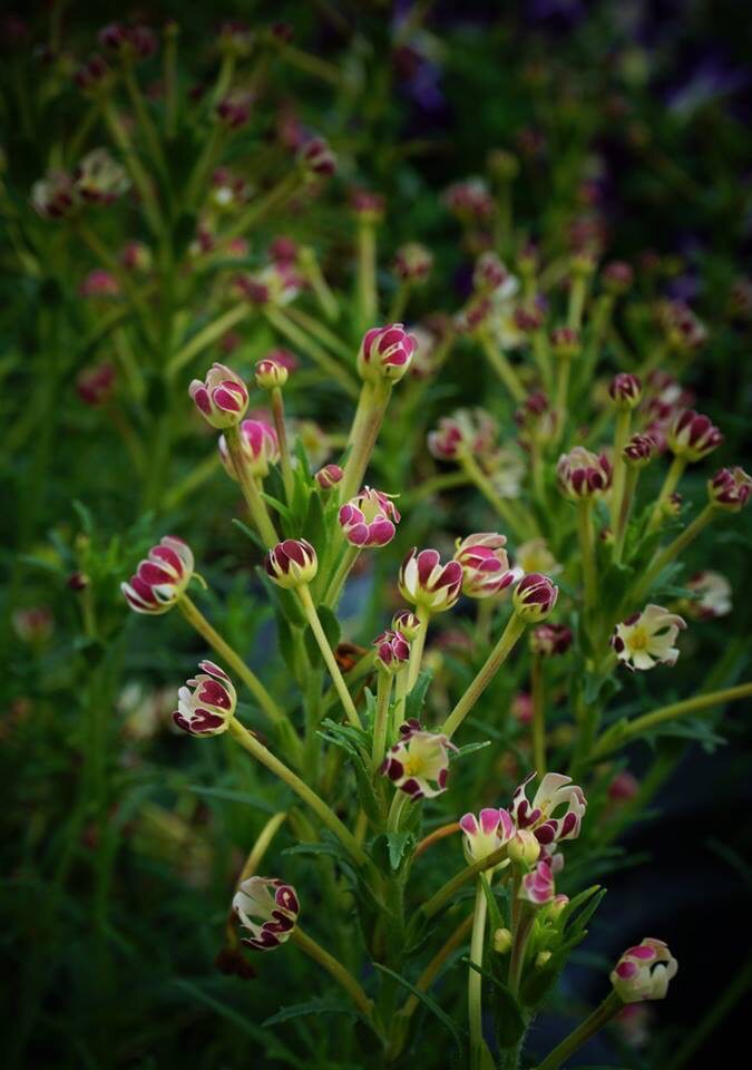 进口夜香福禄考种种子午夜糖果midnightcandy夹竹桃家庭园艺种子
