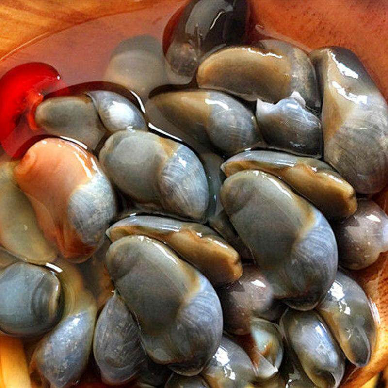 600g新鲜活射阳盐城腌制鲜活泥螺特大呛醉食生泥螺