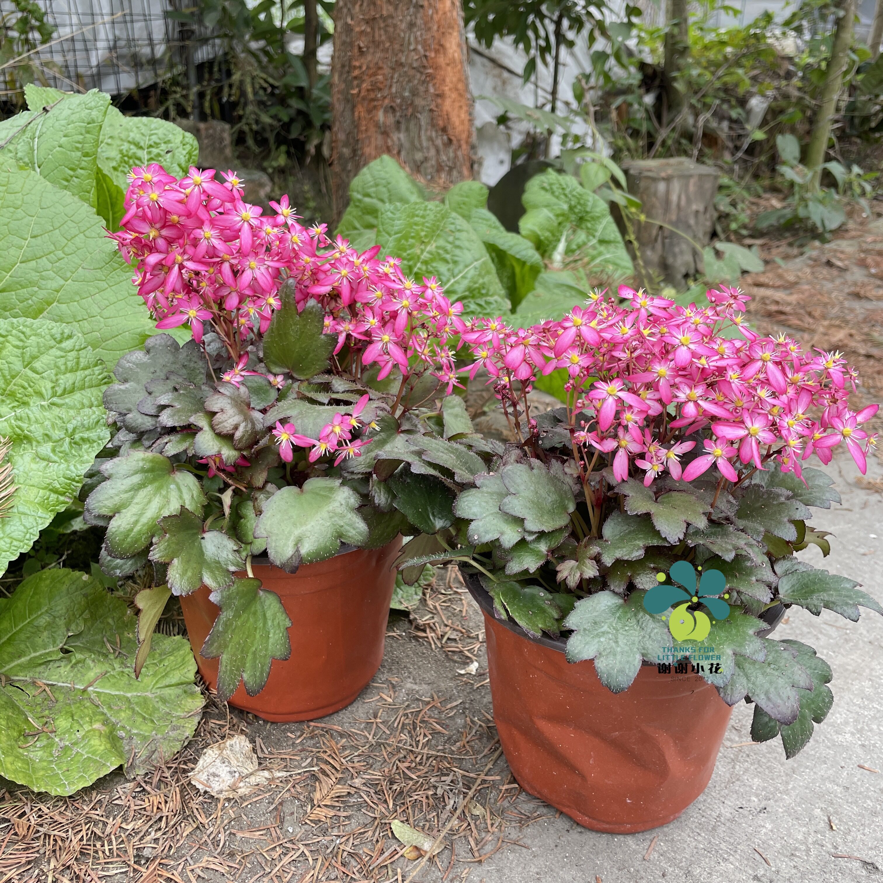谢谢小花大文文字虎耳草山野草稀有花卉多年生时令草本花卉