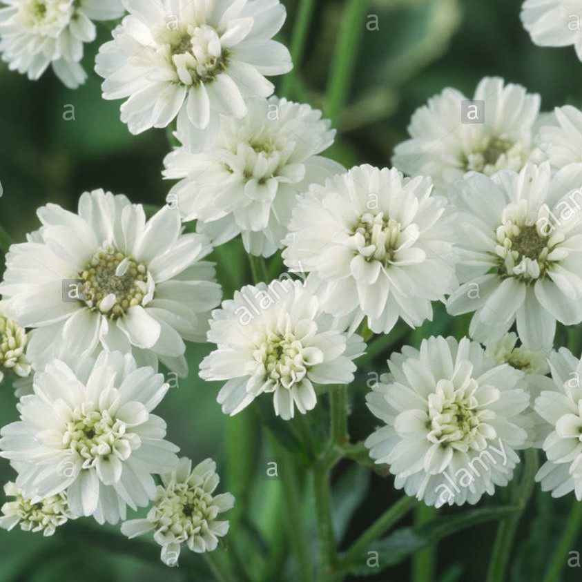 谢谢小花重瓣珍珠蓍草多年生宿根盆栽植物花苗花卉