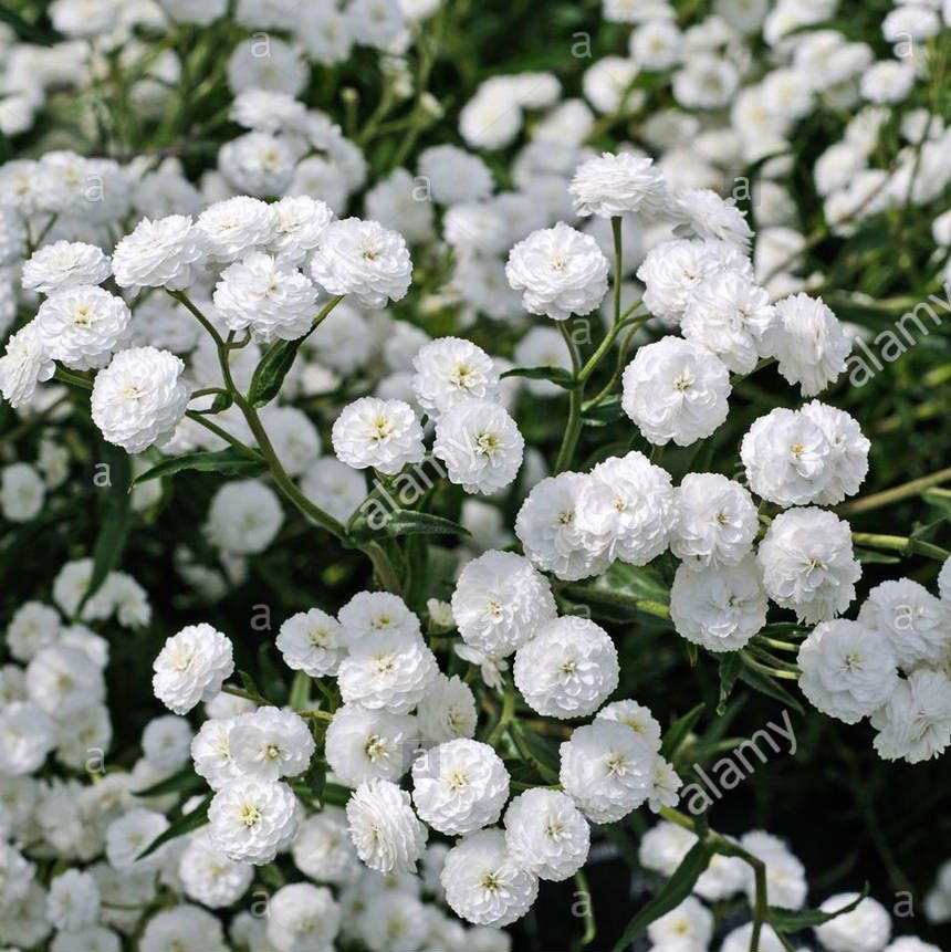 谢谢小花重瓣珍珠蓍草多年生宿根盆栽植物花苗花卉