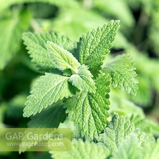 谢谢小花猫薄荷荆芥驱蚊解暑香草猫草可食用蓝紫色时令草本花卉