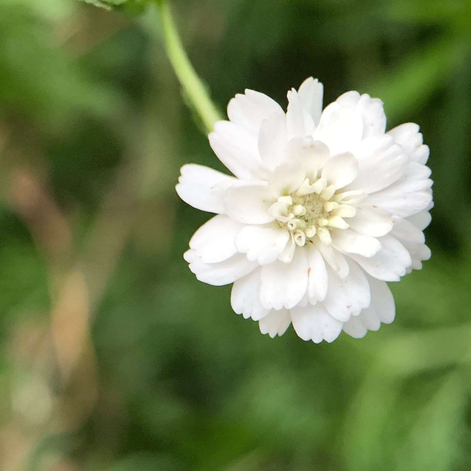 谢谢小花重瓣珍珠蓍草多年生宿根盆栽植物花苗花卉