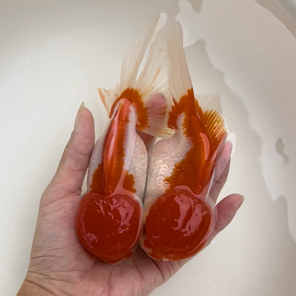 精品红白狮子头金鱼活体观赏鱼水族宠物国狮冷淡鱼