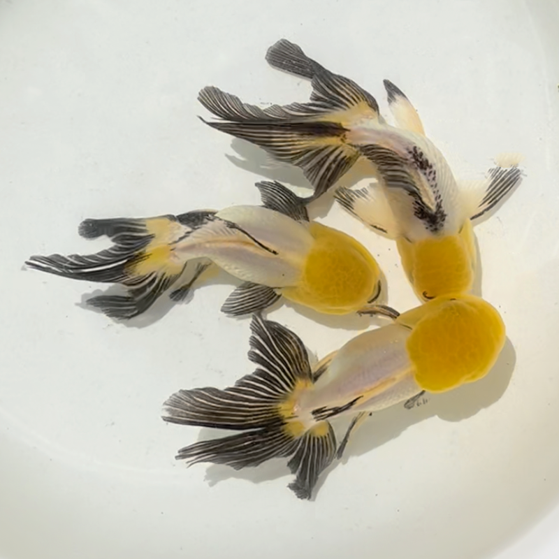 精品菠萝头黄头白身狮子头金鱼观赏鱼水族宠物国狮鱼