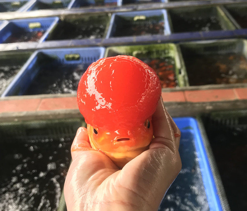 精品品红蓝狮狮子头金鱼大爆头观赏鱼水族宠物国狮鱼