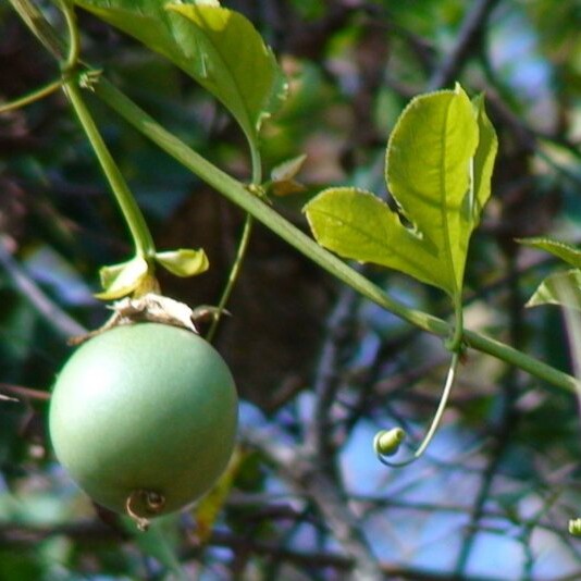 西番云南中草药中医看病抓药水果食品莲科莲属其他药食同源食品