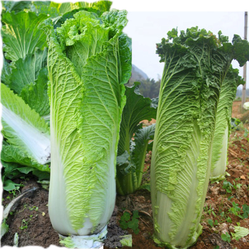 春秋秋播天津大青麻叶白菜种子高帮直筒包高产摆件