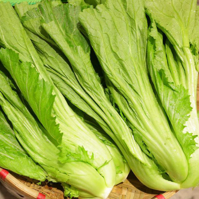 大肉包心芥菜种子 大肉水东甜芥菜耐寒耐热 腌制酸菜泡菜蔬菜种籽