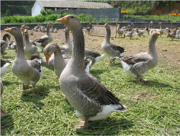 成年郎德鹅活体鲜活鹅肉鹅肝灰鹅土鹅大白鹅现杀新鲜肉包活到家