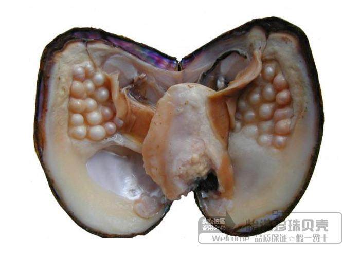 珍珠包邮鲜活母蚌海螺贝壳海星diy手工自己海螺