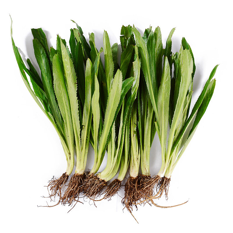 泰国餐厅用大香菜芫茜刺芹 泰式 冬阴功材料芫荽新鲜鹅蒂鹅帝 500g