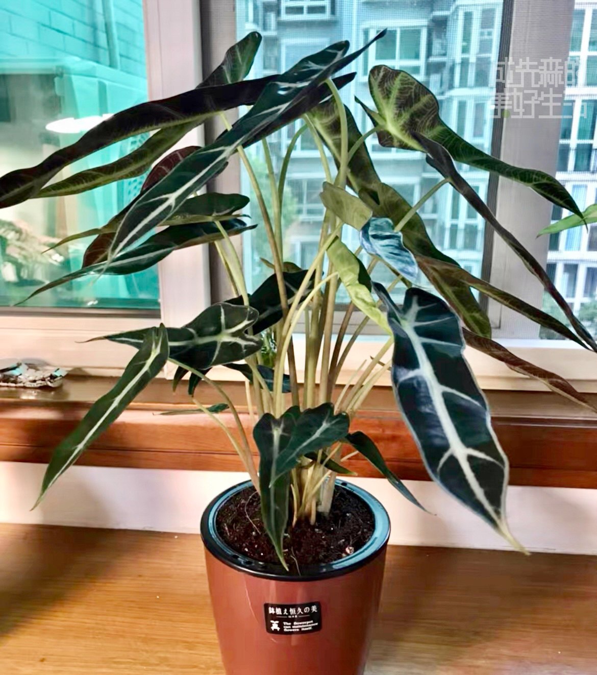 小仙女海进口植物叶植物室内观盆栽绿植观音叶观音仙女绿植