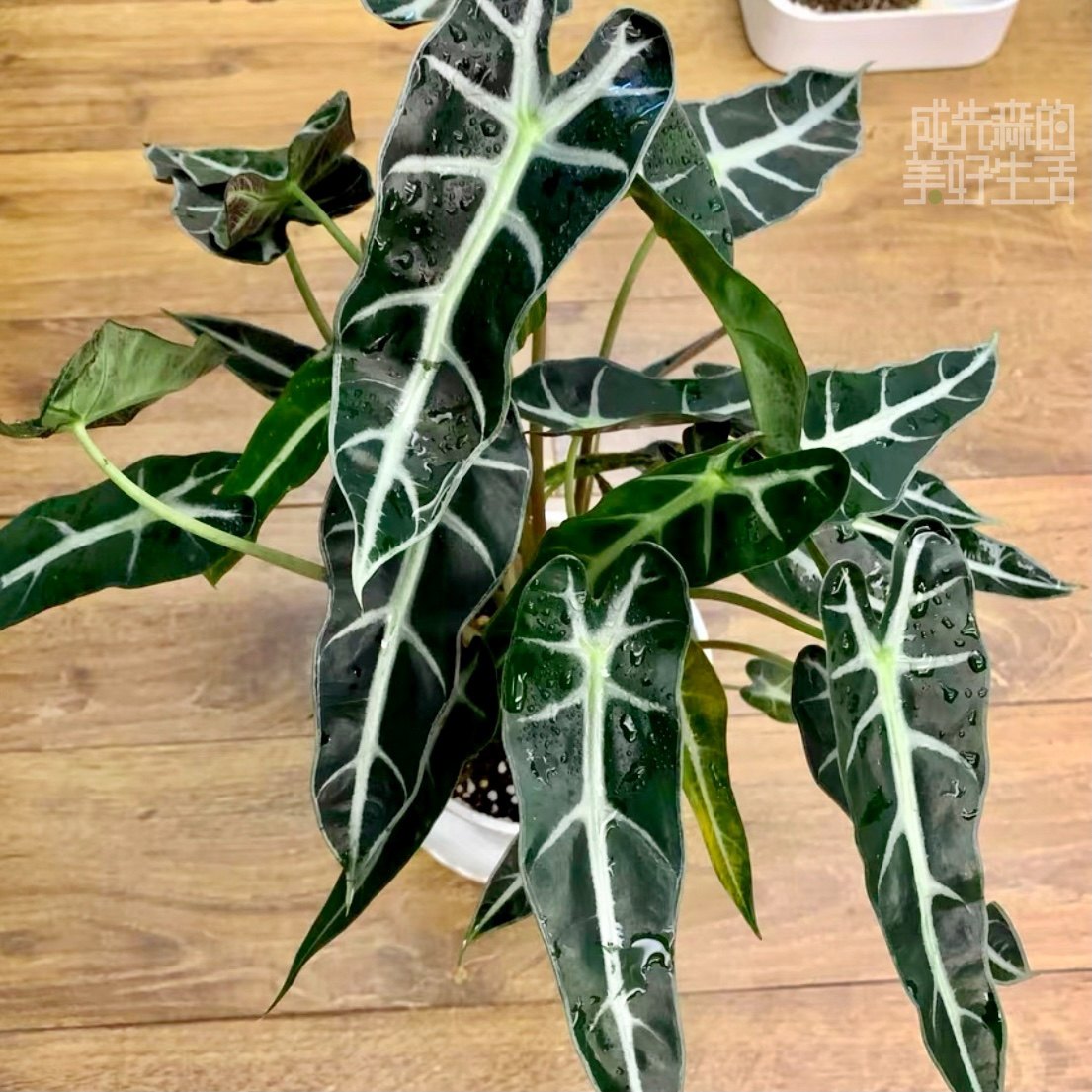 小仙女海进口植物叶植物室内观盆栽绿植观音叶观音仙女绿植