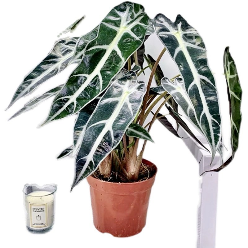 小仙女海进口植物叶植物室内观盆栽绿植观音叶观音仙女绿植