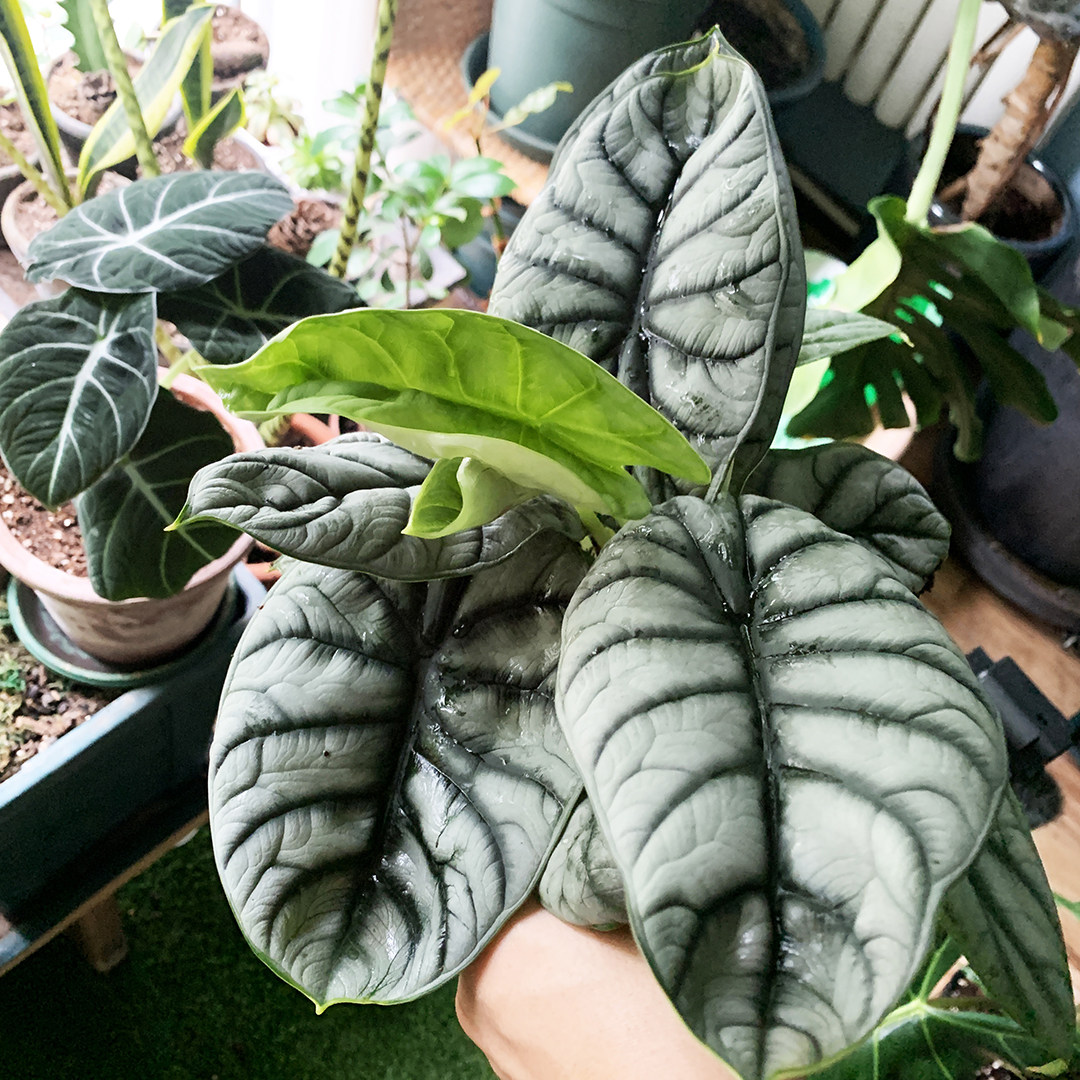 白犀牛绿植彩云ins桌面盆栽植物室内观叶绿植进口绿植