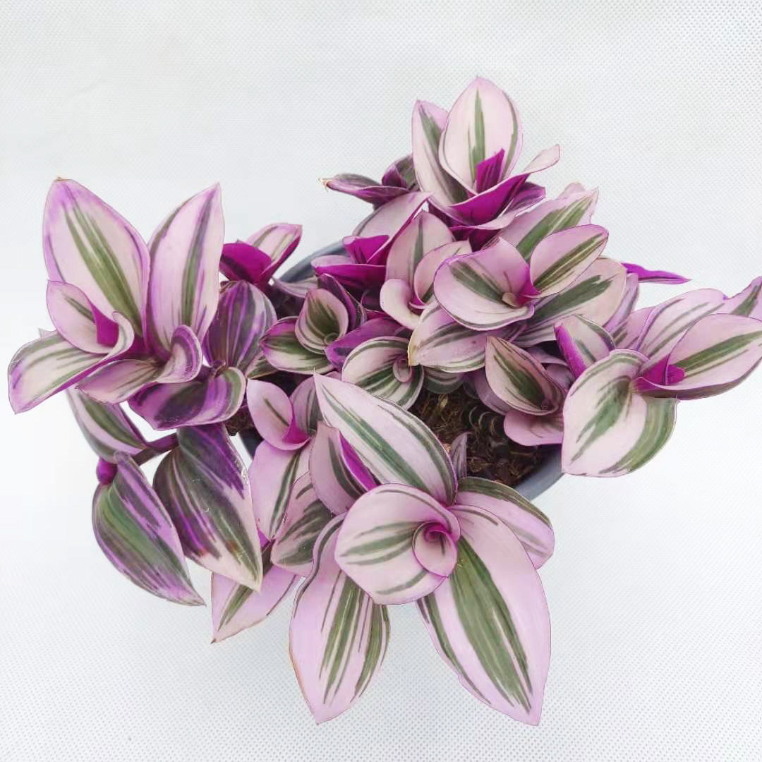 油画吊兰锦叶实拍进口泥炭土原盆原土网红绿植绿植