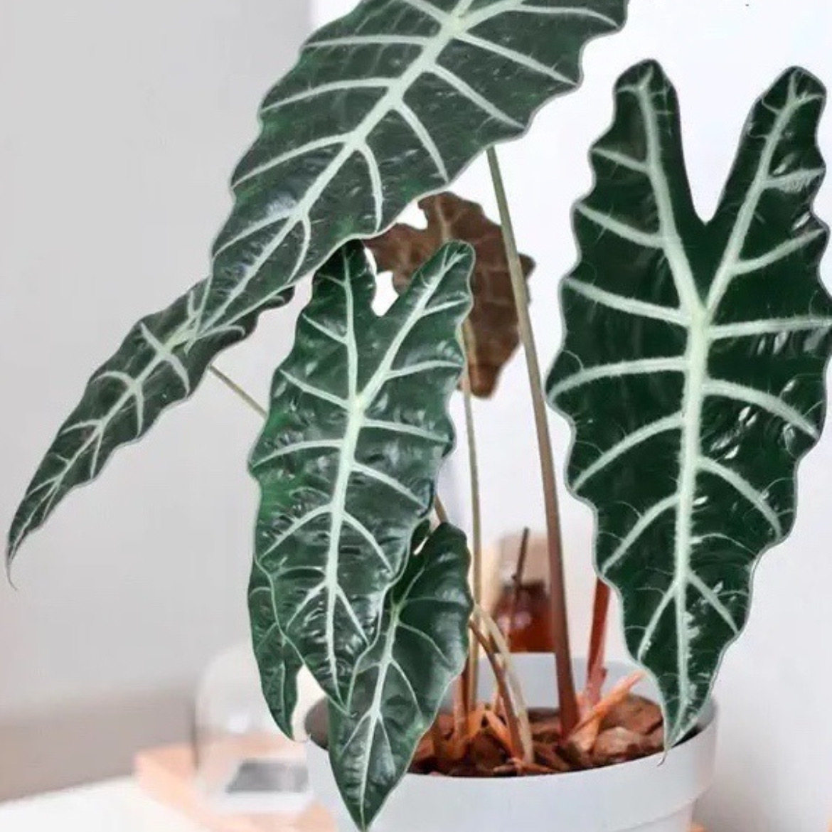 大仙室内观植物叶植物绿植盆栽仙女海进口小仙女观音绿植