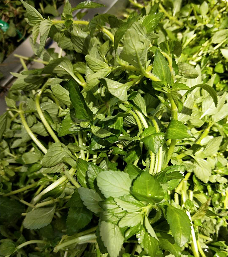 包邮云南德宏野生生水香菜傣族调料新鲜蔬菜其它