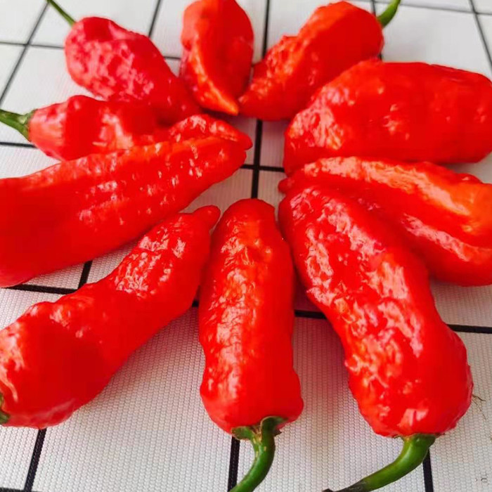 巨辣新鲜辣椒正宗云南涮涮辣超魔鬼变态象鼻辣椒粉料