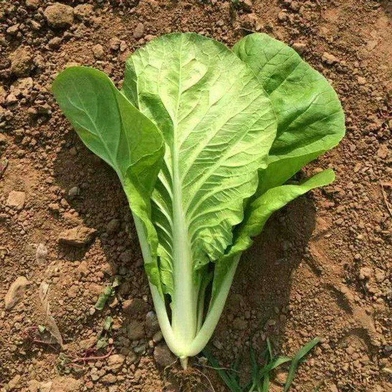 小白菜新鲜蔬菜农家种植速生菜快菜3斤冰鲜包邮四季奶油白菜青菜