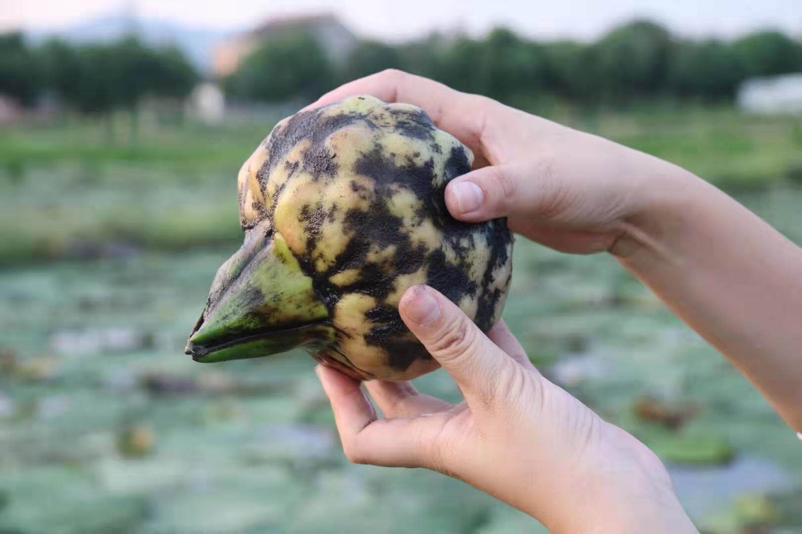 新鲜鸡头2021芡实颗粒圆润正宗苏州自产自销芡实