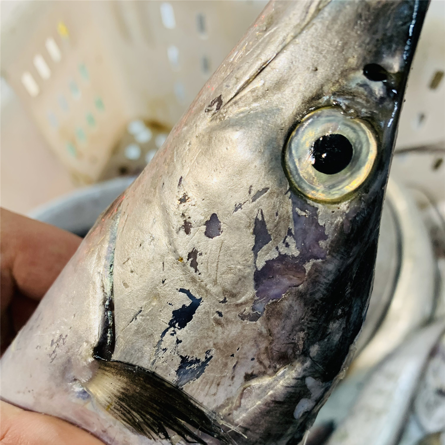 新鲜带鱼舟山雷达小眼睛油带刀鱼东海野生海鲜带鱼