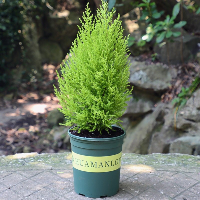 冠柏香松绿植小盆金冠柏办公室花卉盆栽好养四季时令草本花卉