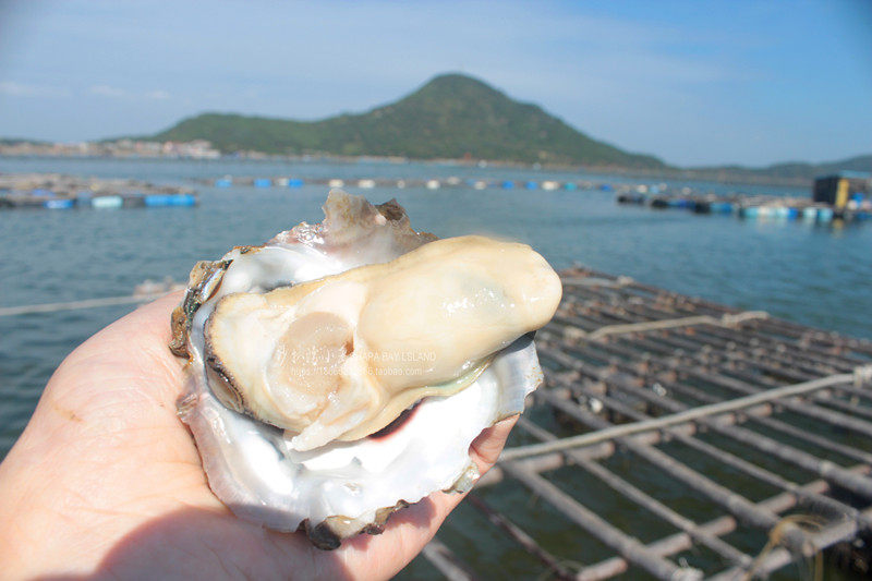 沙扒天然大海海生蚝肉阳江程村去壳现开净肉生生蚝