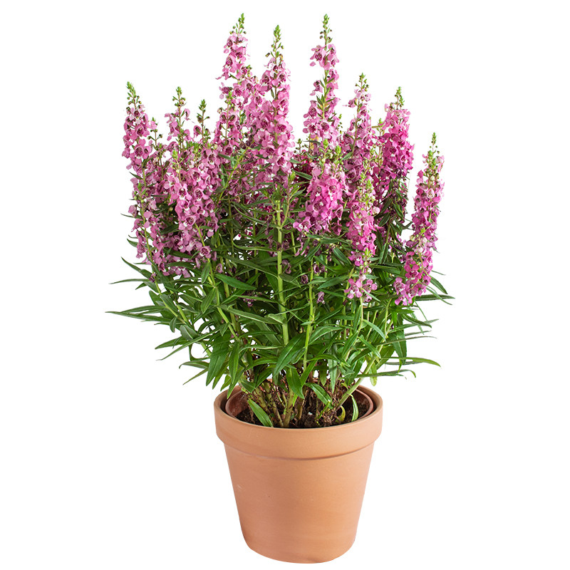 彩雀盆栽天使花苗开花庭院阳台耐热耐湿喜水花卉