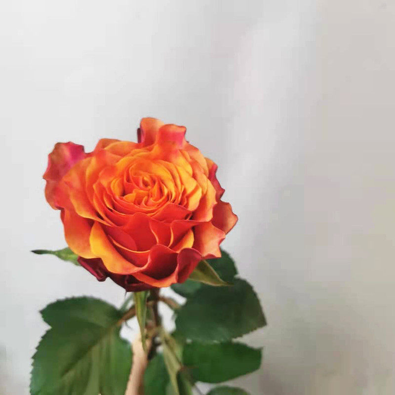 伊斯班纳玫瑰鲜切花稀有颜色鲜花速递家用瓶插江浙沪鲜花速递同城