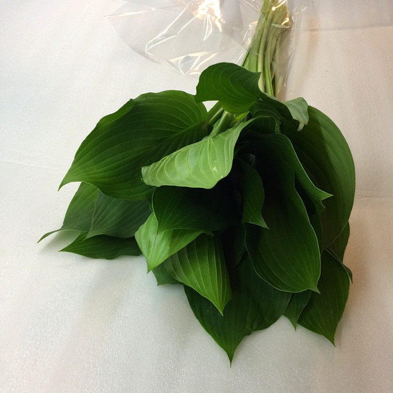 切叶玉簪叶鲜花速递上海同城类家家用瓶插艺术插花鲜花速递同城