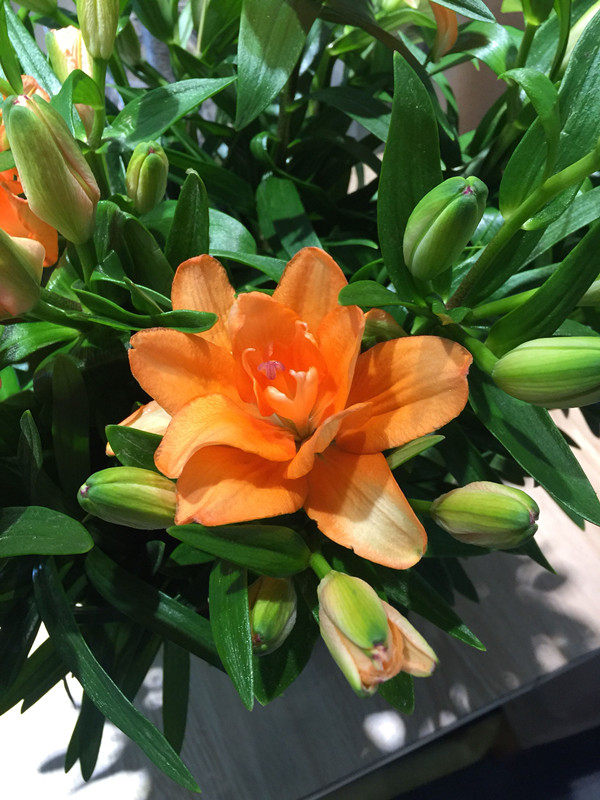 桔色重瓣金百合小蜜蜂鲜花无香家庭办公室瓶插花江浙沪皖两扎包邮