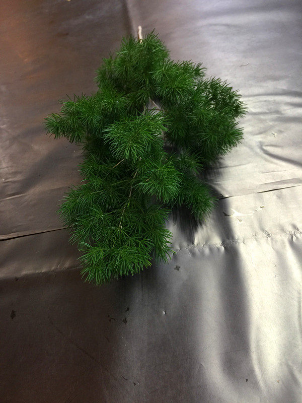 蓬莱松鲜切叶上海鲜花同城速递叶材插花打底用花鲜花速递同城