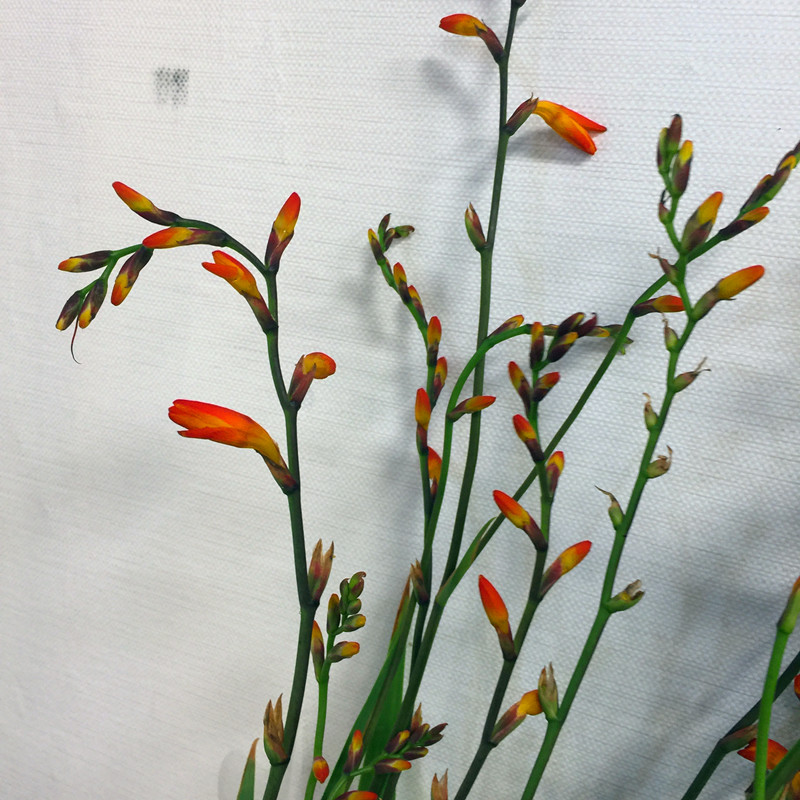 火焰兰鲜切花上海鲜花同城速递草本花卉江浙沪皖两扎包邮