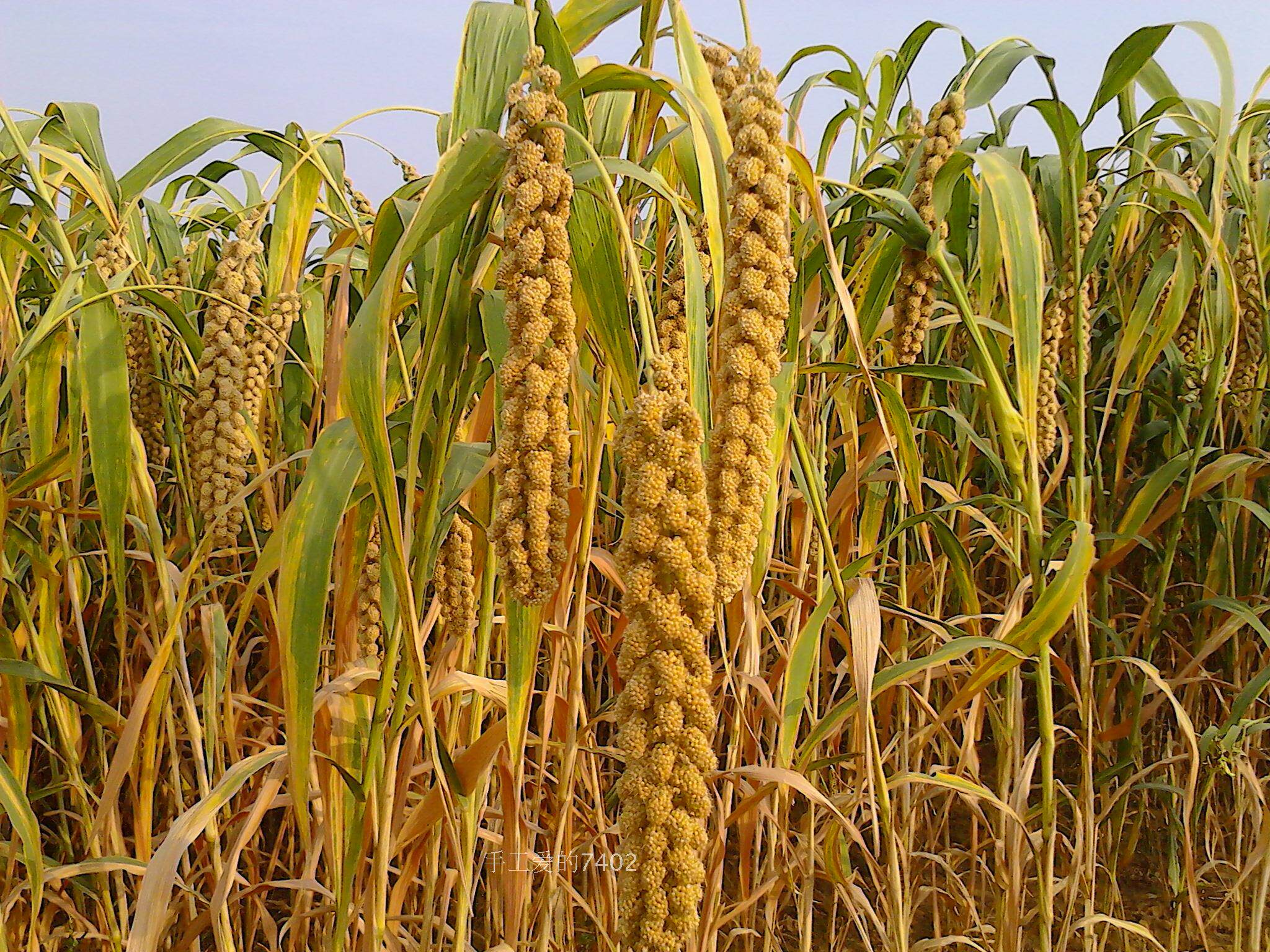 包邮山西晋中昔阳特产农家自种无添加小米月子米2018新小米