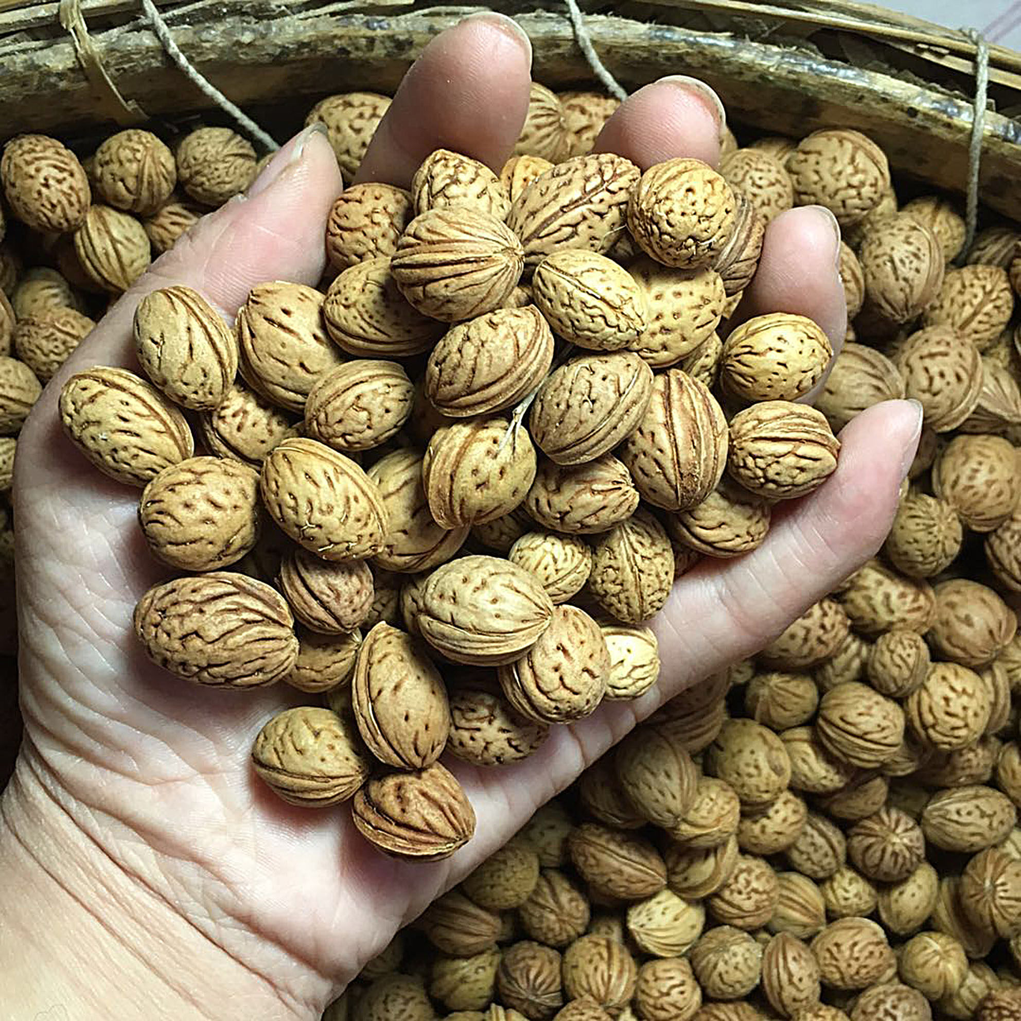 桃核新鲜山脑纹桃胡野生原料雕刻枕头3斤包邮佛珠