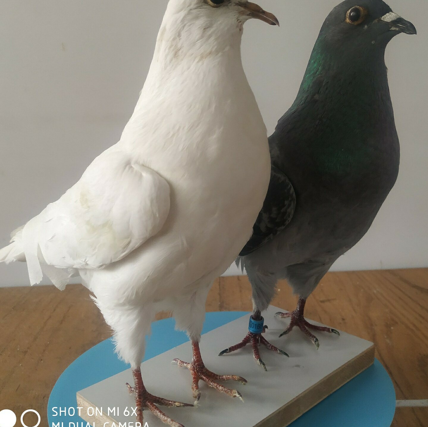 教学标本白鸽子灰鸽子 天然真鸽子标本 教学工艺品摆件 - 动物原生态