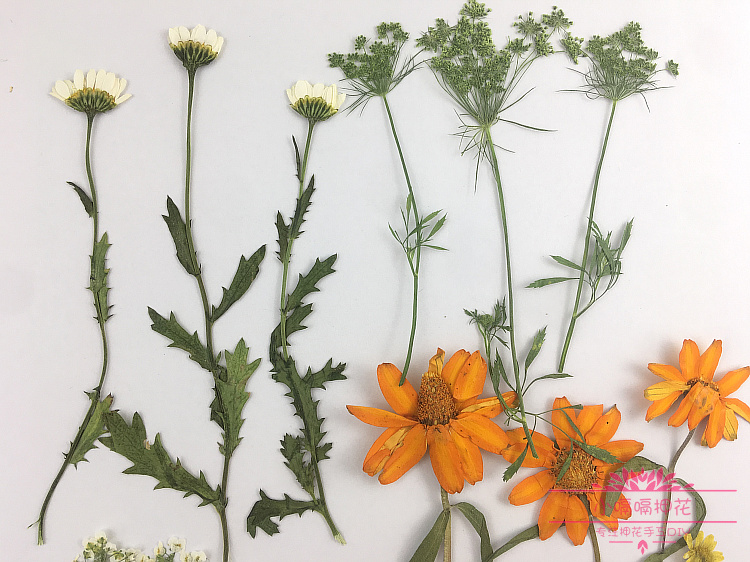 茎干叶子花标本自然真实枝叶花瓣学习材料植物研究干花