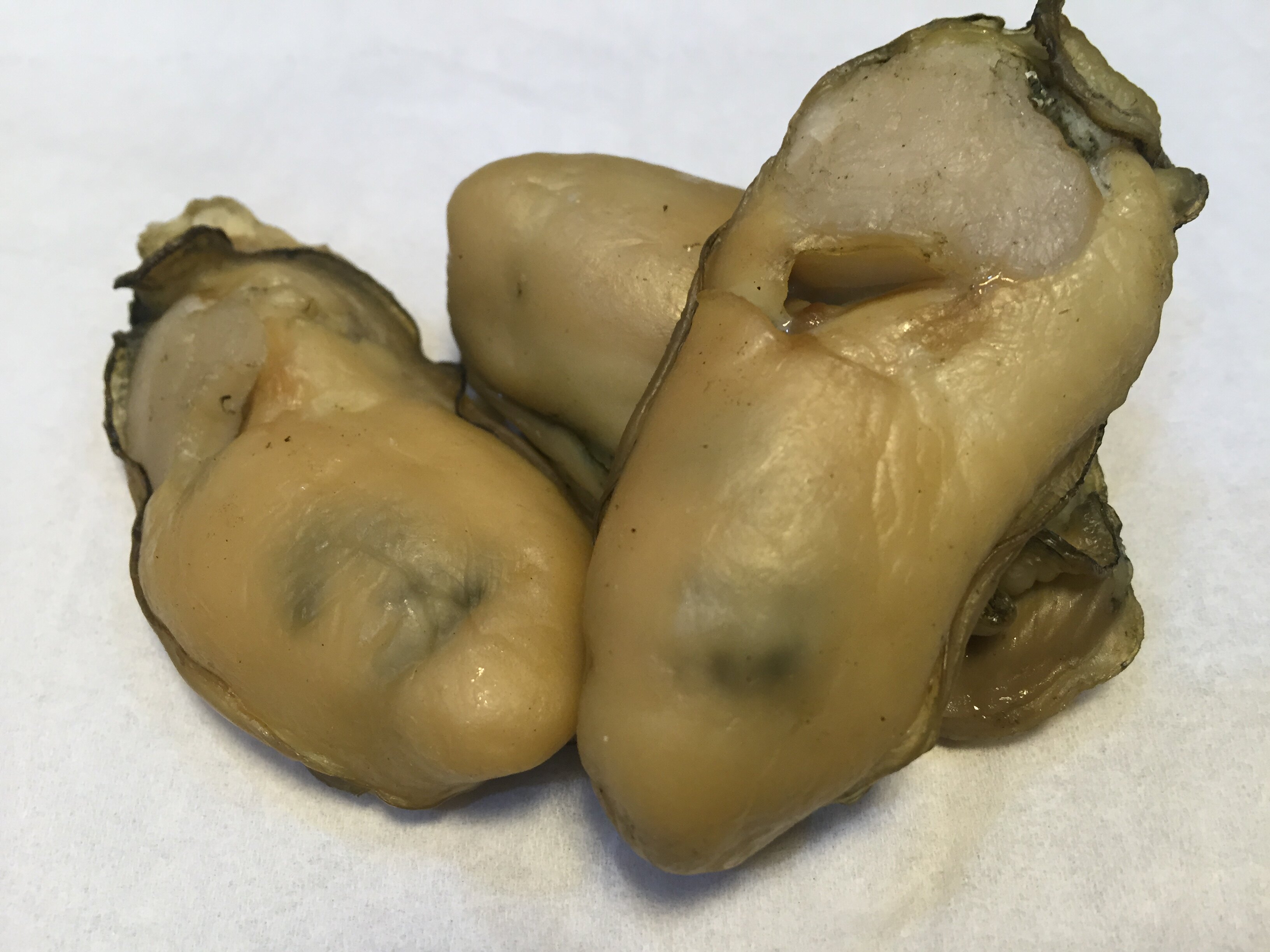 海门金蚝汕尾潮声晨洲蚝干生晒金蚝干蚝豉手工生蚝