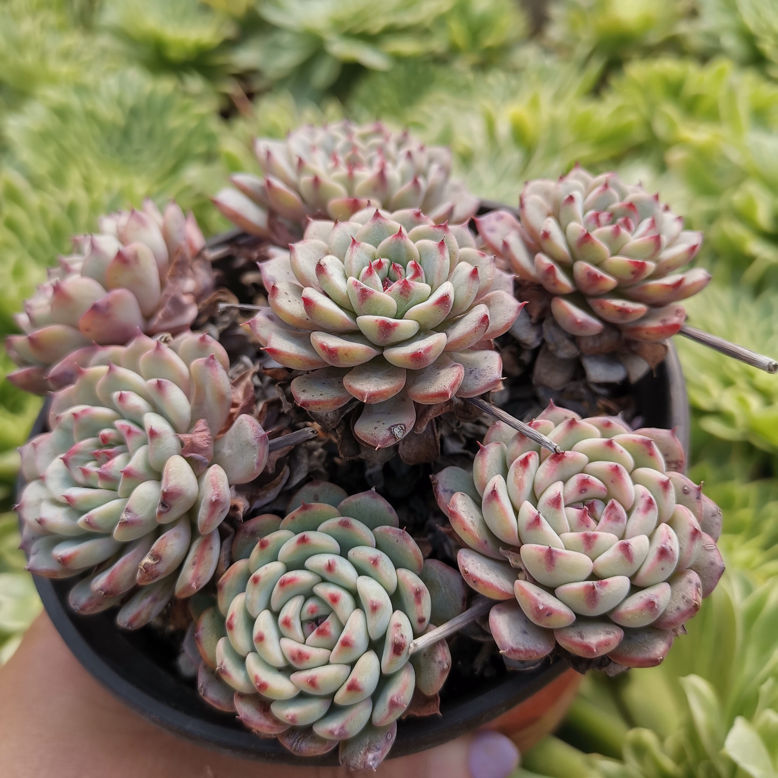 群生蓝姬莲老桩多头大棵多肉植物防辐射盆栽花卉多肉植物