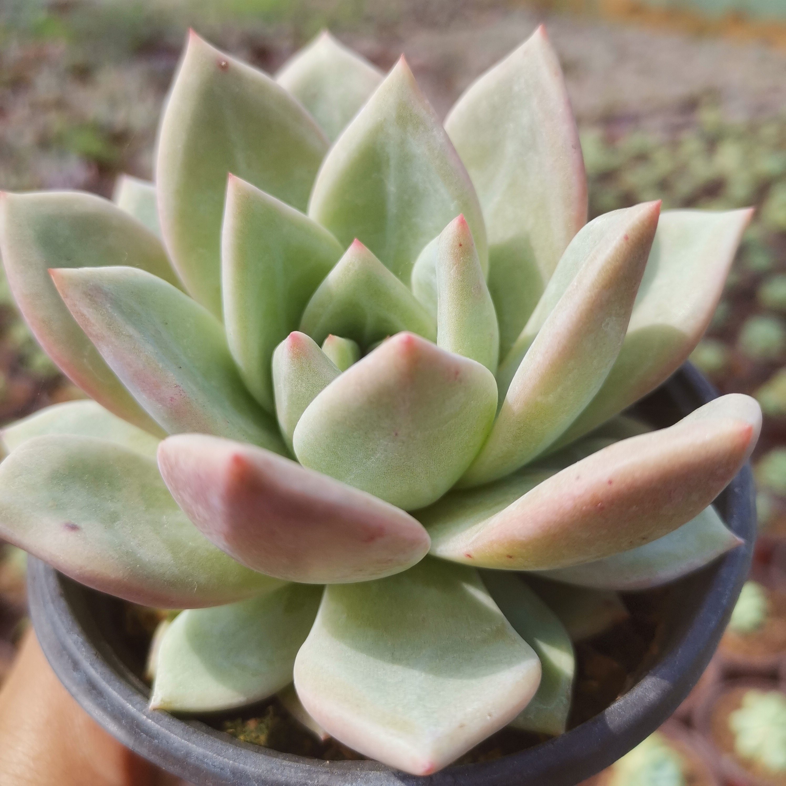 香槟酒红德国可出糖心多肉植物盆栽办公办公室多肉植物