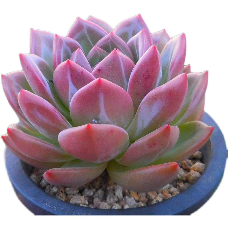 香槟酒红德国可出糖心多肉植物盆栽办公办公室多肉植物