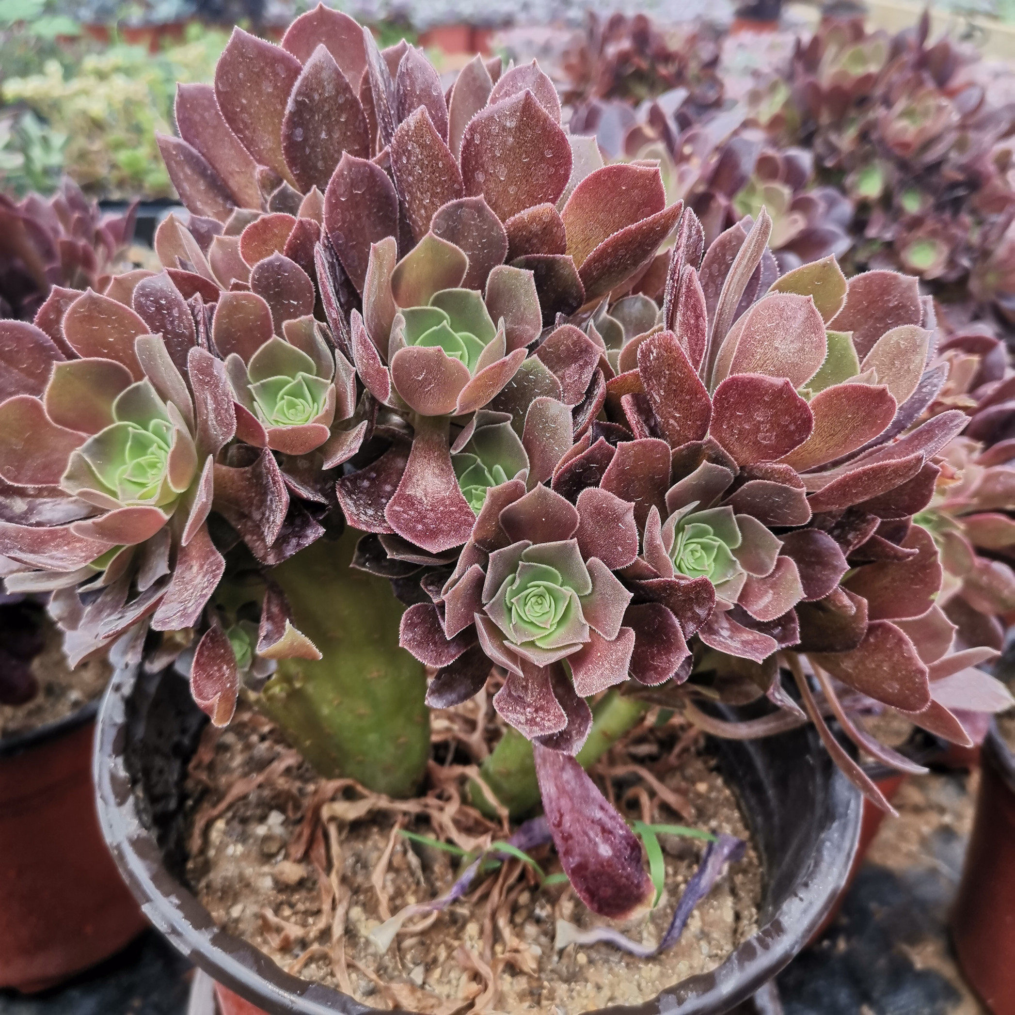 缀化韶羞万圣节小叶炉盘欧紫多肉植物多肉植物
